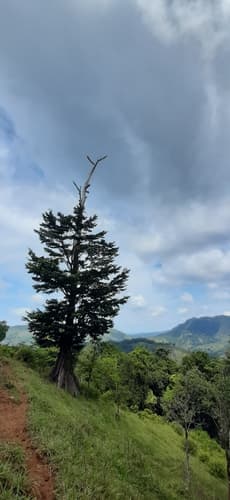 Terminalia amazonia - Whole tree