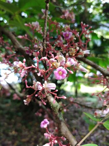 Averrhoa carambola