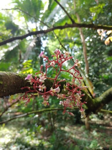 Averrhoa carambola