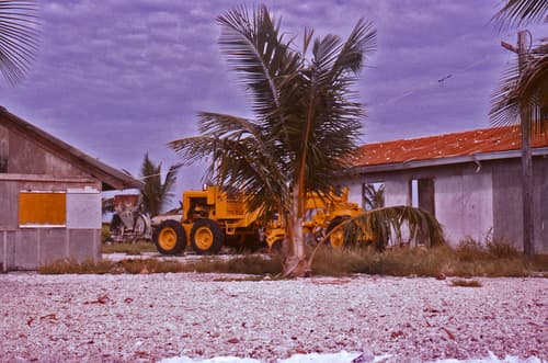 Cocos nucifera - Whole tree