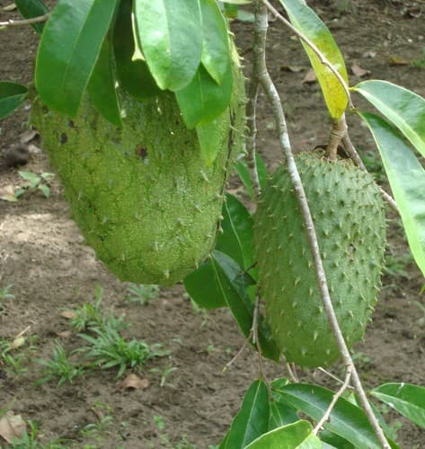 Annona muricata