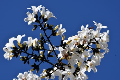 Laurel in coffee plantation