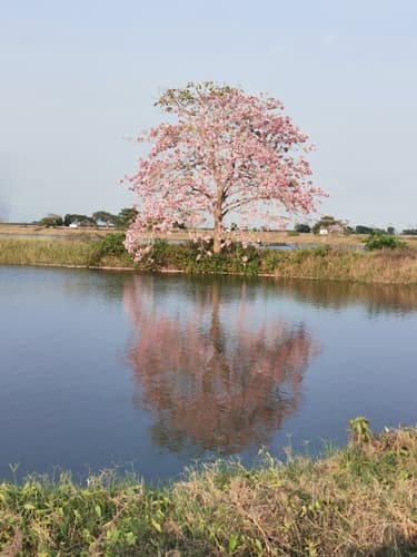 Close-up of Roble de Sabana pink flowers