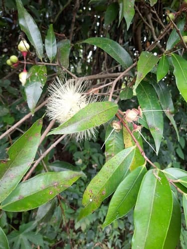 Syzygium jambos