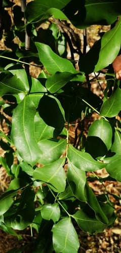 Melicoccus bijugatus