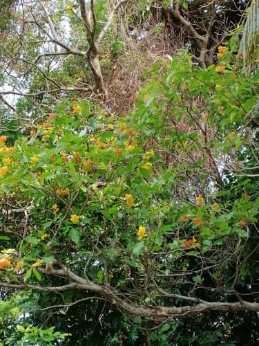 Byrsonima crassifolia - Flowers