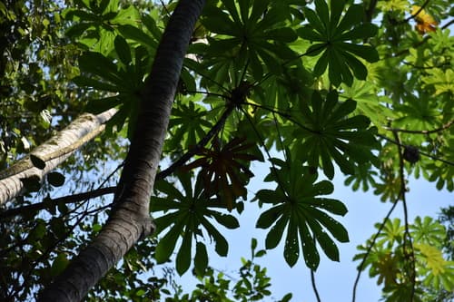 Guarumo palmate leaf