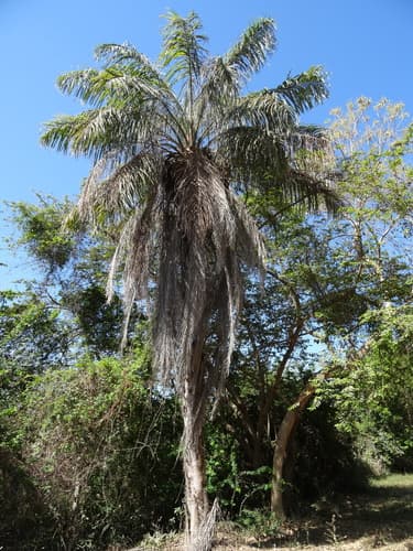 Acrocomia aculeata - Leaves