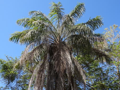 Acrocomia aculeata - Whole tree