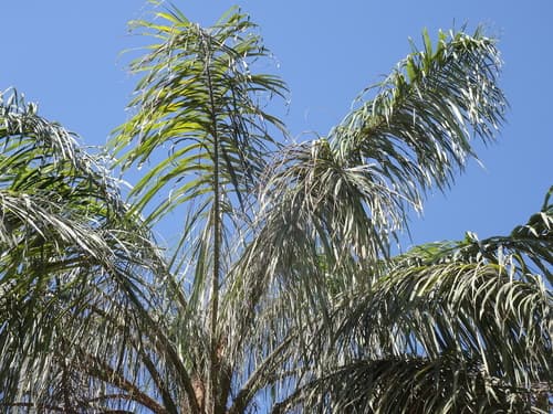 Acrocomia aculeata - Habitat