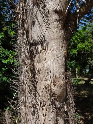 Acrocomia aculeata - Leaves