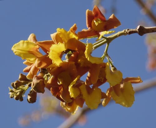 Gmelina arborea - Whole tree