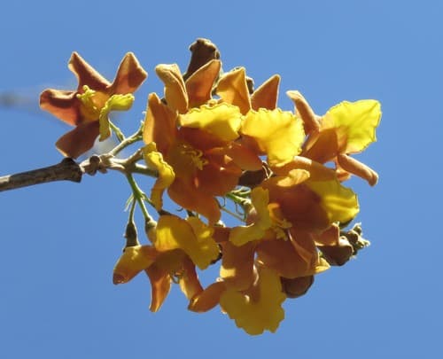 Gmelina arborea - Fruit