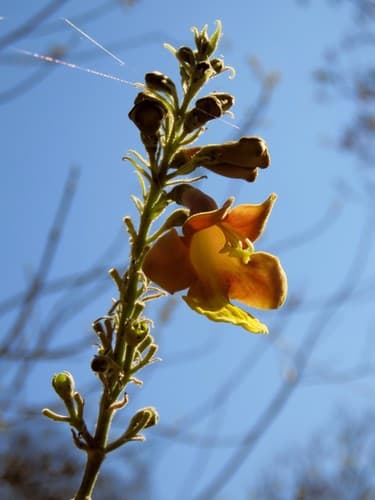 Gmelina arborea - Leaves