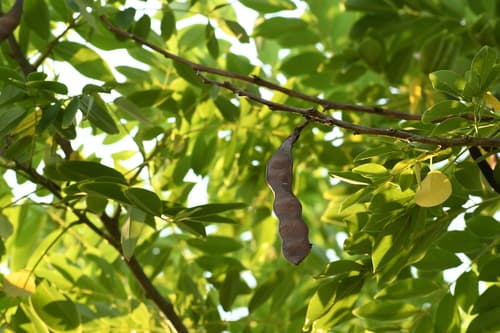 Madero Negro flowers detail