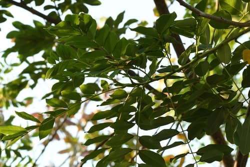 Madero Negro in bloom