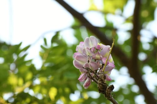 Madero Negro living fence