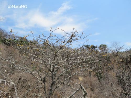 Acacia pennatula - Leaves