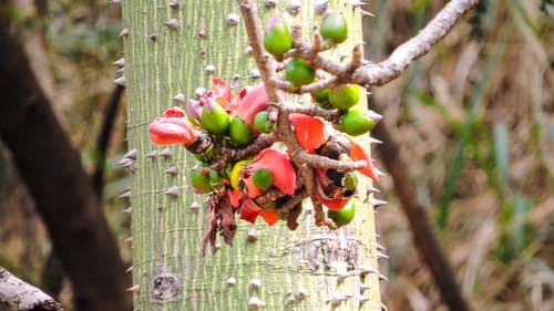 Pochote trunk with spines