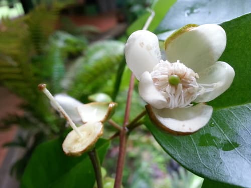 Psidium friedrichsthalianum