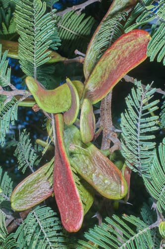 Acacia pennatula - Whole tree