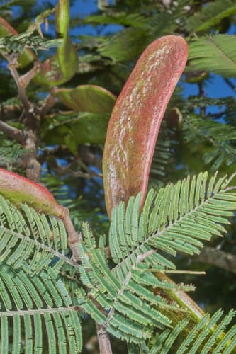 Acacia pennatula - Habitat