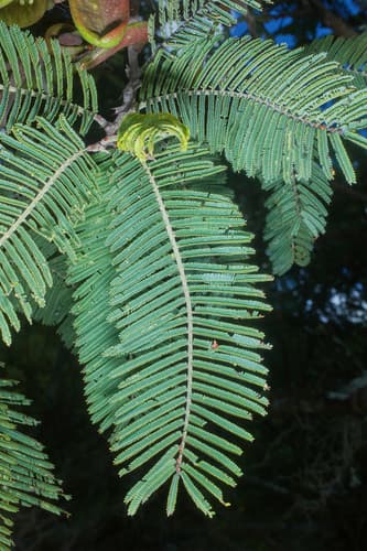 Acacia pennatula - Leaves