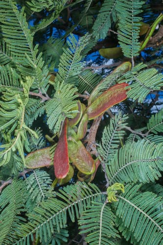 Acacia pennatula - Whole tree