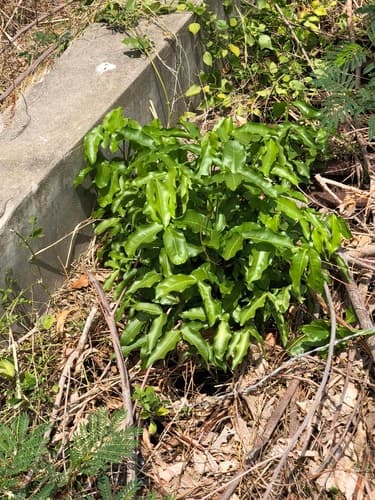 Melicoccus bijugatus