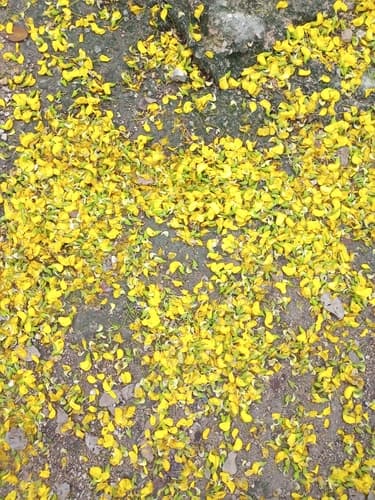 Diphysa americana - Whole tree