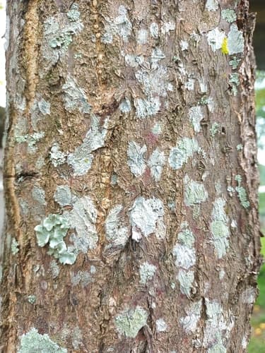 Diphysa americana - Leaves