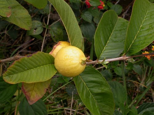 Psidium guajava - Whole tree