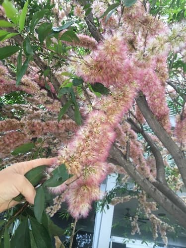 Zygia longifolia - Leaves