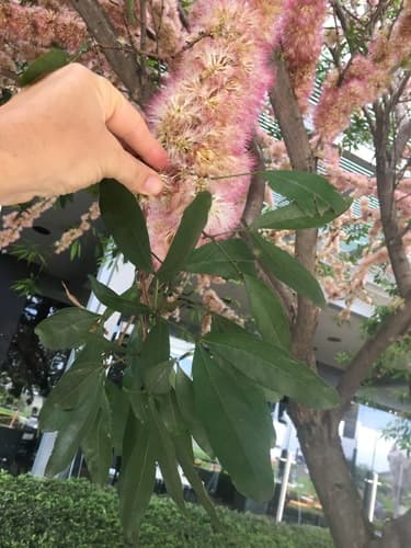Zygia longifolia - Whole tree