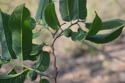 Maclura tinctoria - Whole tree