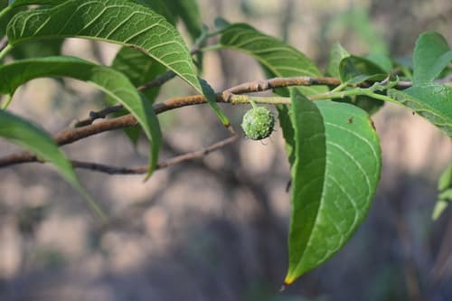Maclura tinctoria - Leaves