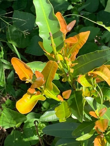 Calophyllum brasiliense - Whole tree