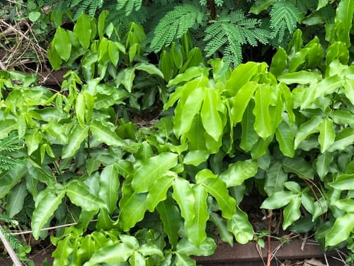 Melicoccus bijugatus