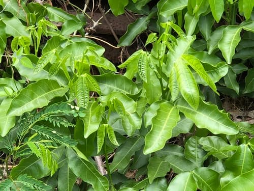 Melicoccus bijugatus