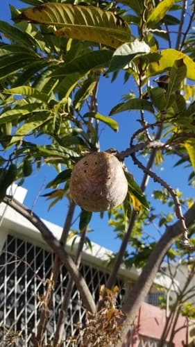 Annona reticulata