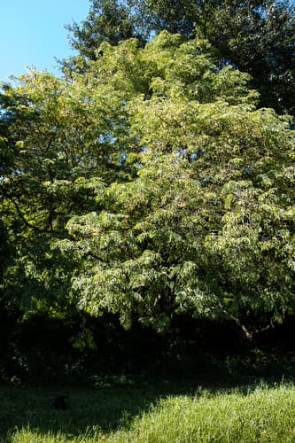 Tamarindus indica - Leaves