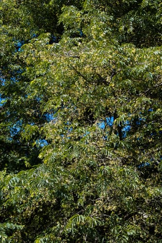 Tamarindus indica - Whole tree