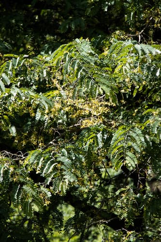Tamarindus indica - Whole tree