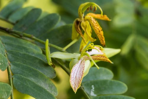Tamarindus indica - Whole tree