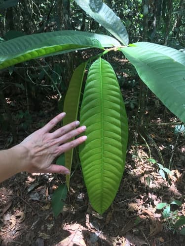 Brosimum utile - Whole tree