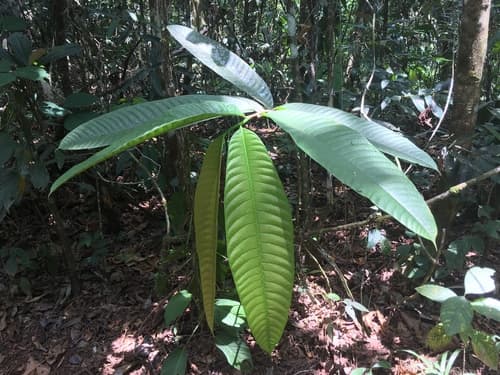 Brosimum utile - Leaves