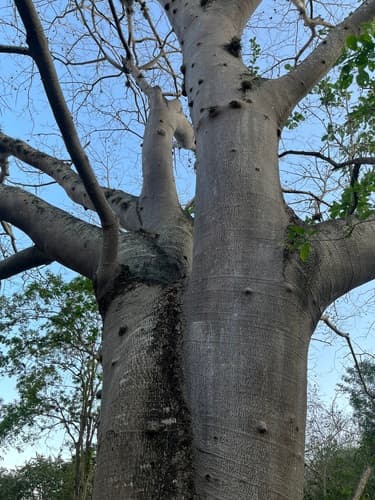 Guanacaste ear-shaped seed pod