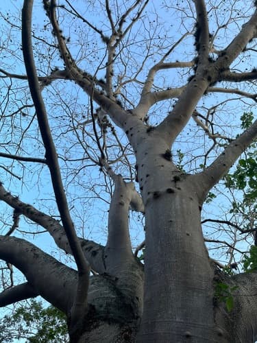 Massive Guanacaste tree crown