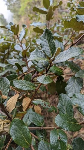 Quercus spp. - Whole tree