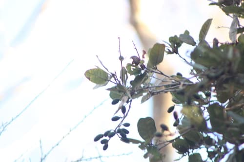 Licania arborea - Leaves